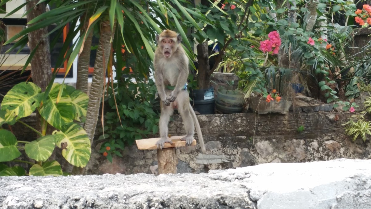 15. nap – Hello Nusa&nbsp;Penida!